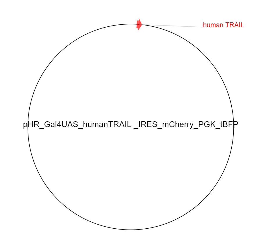 pHR_Gal4UAS_humanTRAIL _IRES_mCherry_PGK_tBFP质粒图谱